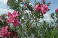 Is oleander poisonous? points for attention in oleander culture