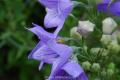 What does Platycodon grandiflorum flower stand for?