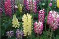 The growth habits of Lupinus multifoliata