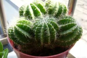 Share the experience of plant culture and share the culture methods of cactus