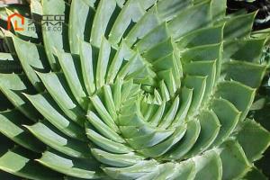 Can multi-leaf aloe be raised in water? a complete collection of culture methods of multi-leaf aloe