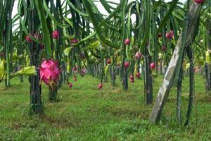 Is dragon fruit the fruit of cactus? the difference between dragon fruit and cactus