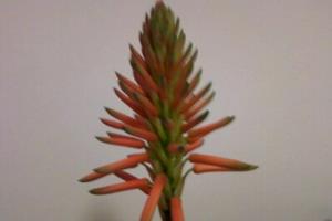 What conditions do aloe need to blossom? does aloe bear fruit after flowering?