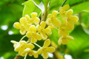 The planting technique of sweet-scented osmanthus trees in August the editor teaches you to plant fragrance for ten miles.