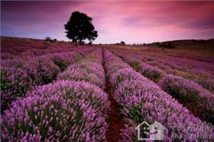 Farming skills 3 ways to teach you how to raise lavender