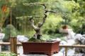 How to raise elm bonsai and the method of daily production and pruning