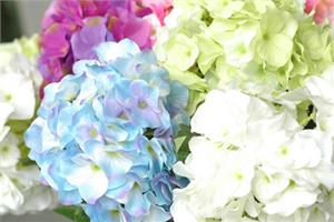 Lovely flower cluster hydrangea culture