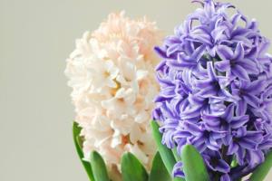 What is the flower language of hyacinth? different colors of hyacinth are the same?