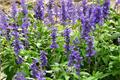 When is the flowering period of blue sage the difference between blue sage and lavender