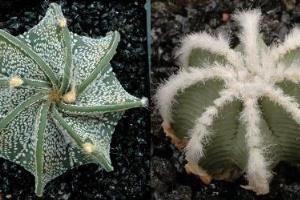 Cute little prickly ball cactus species