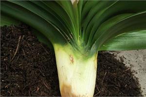 Points for attention when changing soil for Cymbidium