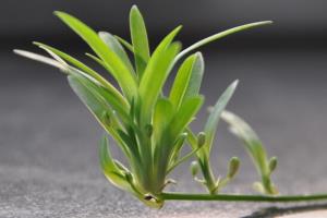 Does the orchid fit in the bedroom? the orchid brings a green color to the bedroom.