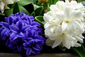 What does hyacinth stand for? let you know the fancy language of hyacinth.