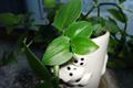 Indoor air purification plants make the room fresh