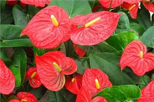 Pay attention to the tips of cultivating Anthurium andraeanum in the north.