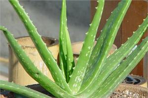 Introduction to the Medicinal value of Aloe Vera with a wide range of uses in Life