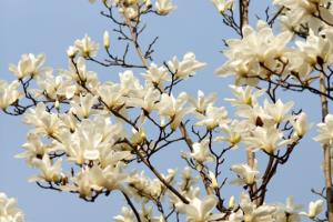 What is Magnolia Magnolia? what should be paid attention to when raising Magnolia?