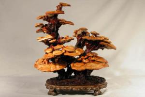 The method of making Ganoderma lucidum bonsai teaches you to make Ganoderma lucidum bonsai