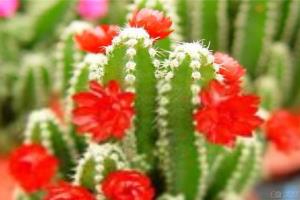 Does the cactus protect against radiation? often put a pot of cactus on the computer