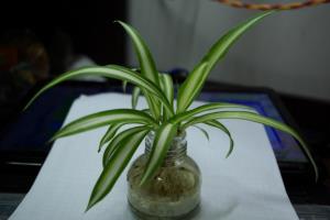 Select the plant and transplant the orchid step by step.