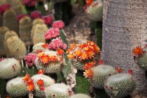 What are the methods of cactus culture and what should be paid attention to?