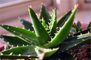 How to water aloe vera to make aloe grow better