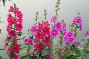 The price of hollyhock is affected by many factors.