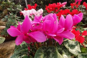 What are the common problems in the process of cyclamen cultivation?