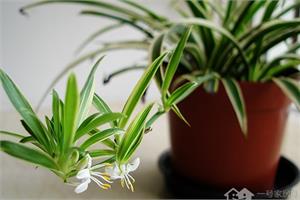 Indoor wall-hanging plants inject a touch of green into the home