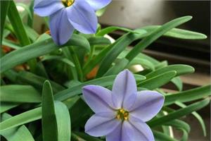 Blue leek planting (Xinde version)