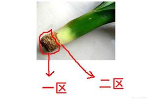 Can Cymbidium live without roots? rootless orchids take root as soon as possible.