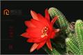 How often does the cactus blossom?