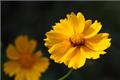 The efficacy and function of Calendula how to use Calendula correctly