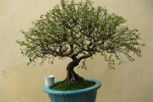 How to cultivate sweet-scented osmanthus trees to make your home smell sweet-scented osmanthus