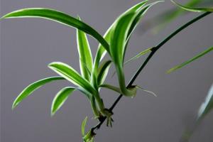 How to make Cymbidium root simple 4 steps to teach you the method of rooting