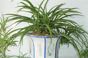 How to plant Cymbidium with good pot soil and less fertilizer