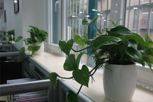 Analysis of plants suitable for breeding on desks