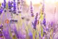 What is the language of lavender flowers? the meaning of lavender