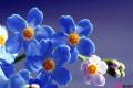 What are the effects and functions of forget-me-not?