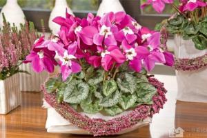 Move your potted flower queen cyclamen's feng shui function with your name