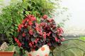 [planting method of Begonia in four Seasons] how to plant Begonia in four seasons