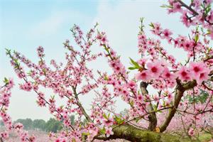 Peach blossom planting