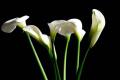 Is it true that calla lilies can't be put in the bedroom?