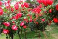 Characteristics and grafting methods of rose trees