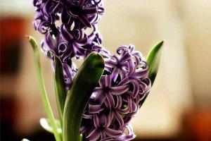 Planting method of hyacinth