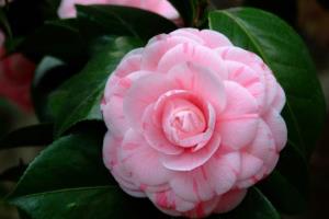 What is the culture method of camellia? what are the matters needing attention?