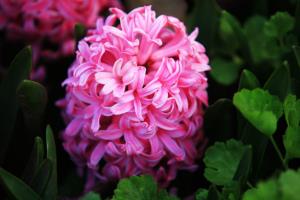 Is hyacinth poisonous? hyacinth knowledge popular science