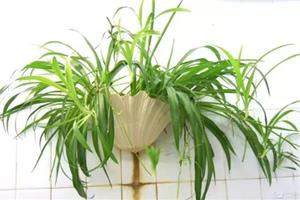 How to cultivate Cymbidium starts from understanding the habits of Cymbidium