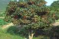 [why does the sweet-scented osmanthus tree not bloom] how does the sweet-scented osmanthus tree blossom