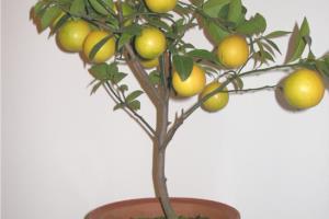 What are the methods of growing lemon potted plants? it consists of several steps.